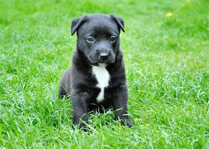 犬のうんちに粘液が混じる原因と対処法【獣医師監修】