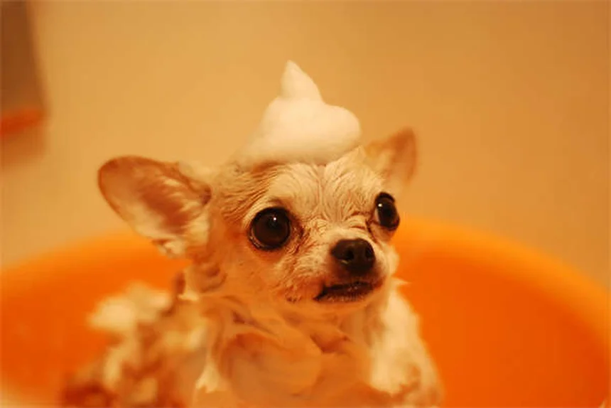 犬のうんちに粘液が混じる原因と対処法【獣医師監修】