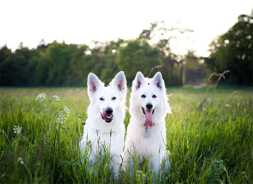 犬のうんちに粘液が混じる原因と対処法【獣医師監修】