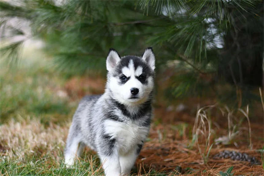 犬の腹水とは？症状・原因から治療法まで徹底解説