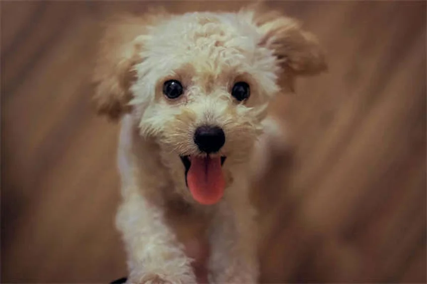 犬の腹水とは？症状・原因から治療法まで徹底解説