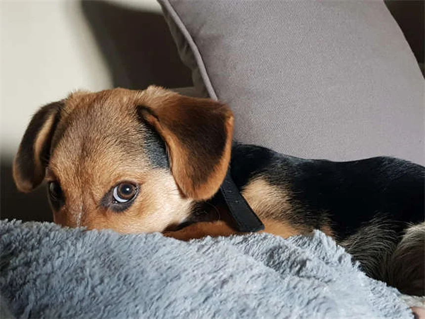 犬の呼び戻しトレーニング｜確実に来させる5つのコツ
