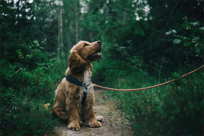 犬の呼び戻しトレーニング｜確実に来させる5つのコツ
