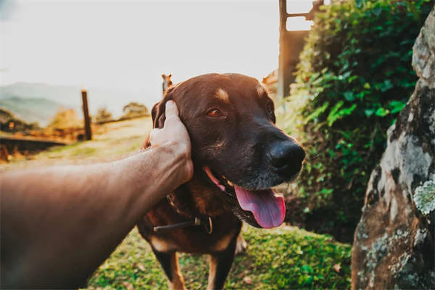 犬猫のインスリン注射｜正しいやり方と注意点を徹底解説