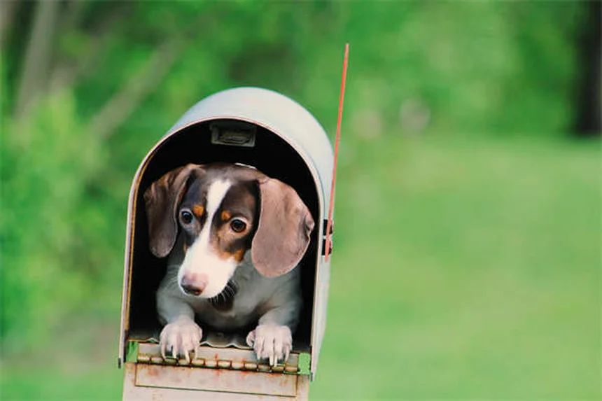 犬のガンで知っておきたい7つの症状と治療法【獣医師解説】