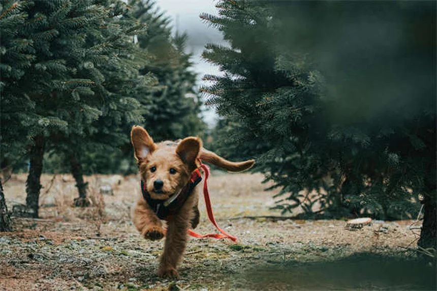 犬のガンで知っておきたい7つの症状と治療法【獣医師解説】
