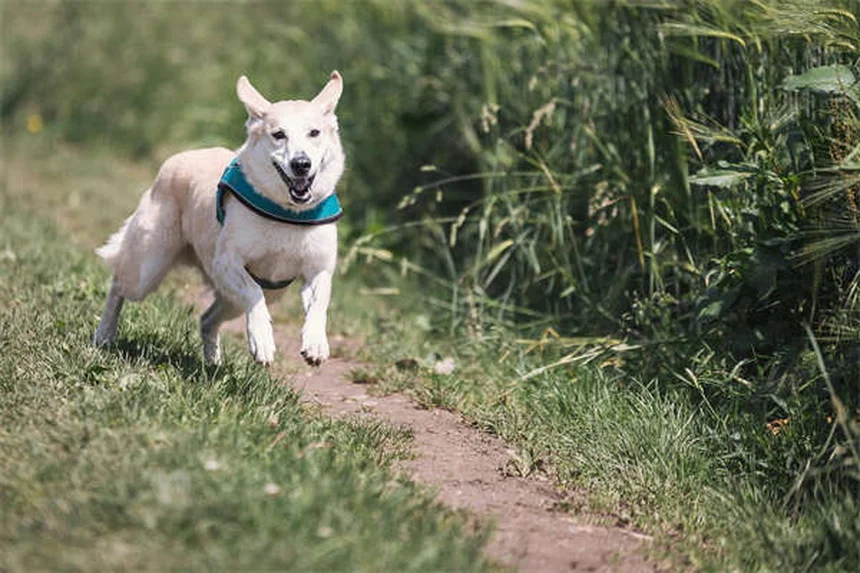 ウサギの寿命を延ばす7つの秘訣｜長生きさせる飼い方のコツ