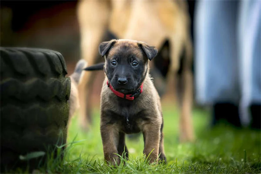犬のノイズフォビア（音恐怖症）とは？原因と対処法を徹底解説