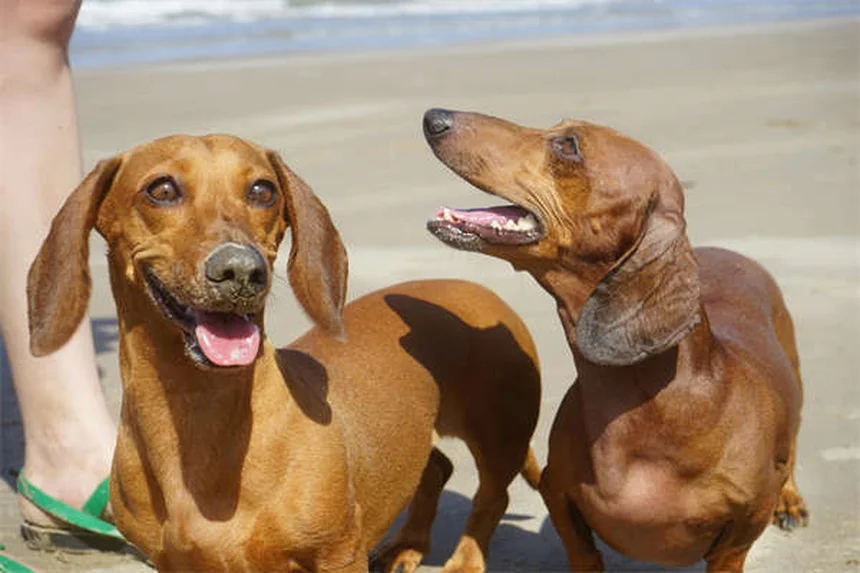 犬のノイズフォビア（音恐怖症）とは？原因と対処法を徹底解説