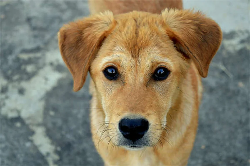 愛犬がクレートを快適に過ごすための必須アイテム5選