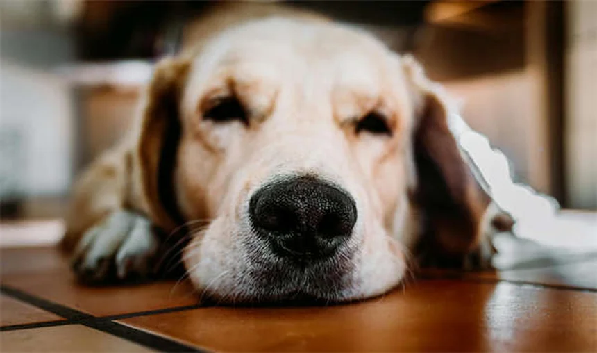 ProHeart 12で愛犬のフィラリア予防を1年に1回で解決！獣医師が解説