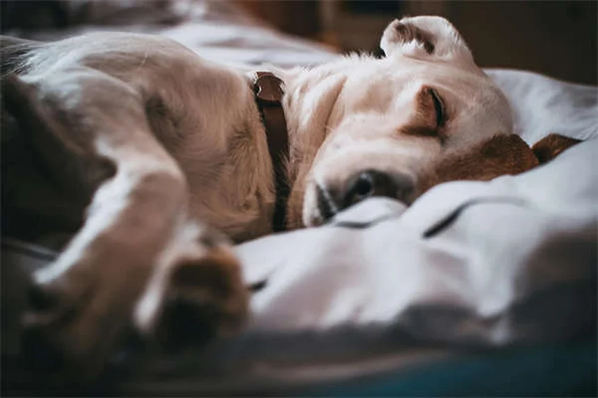 ProHeart 12で愛犬のフィラリア予防を1年に1回で解決！獣医師が解説