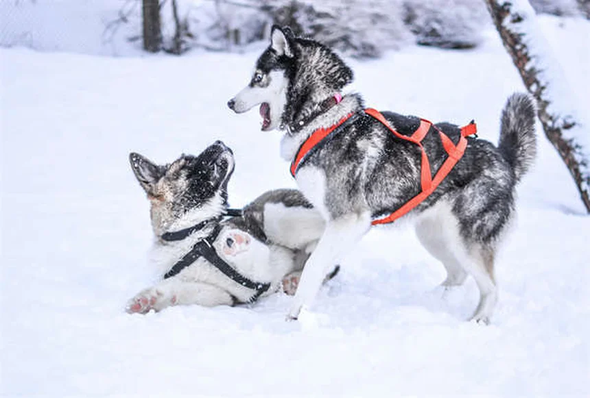 ProHeart 12で愛犬のフィラリア予防を1年に1回で解決！獣医師が解説