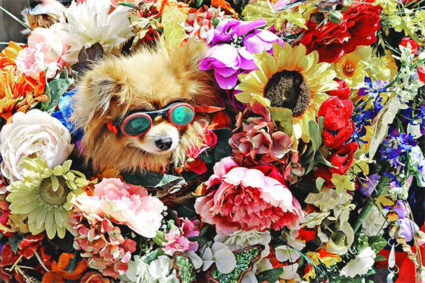 ペットと話すのは普通？愛犬・愛猫と会話する5つのメリット