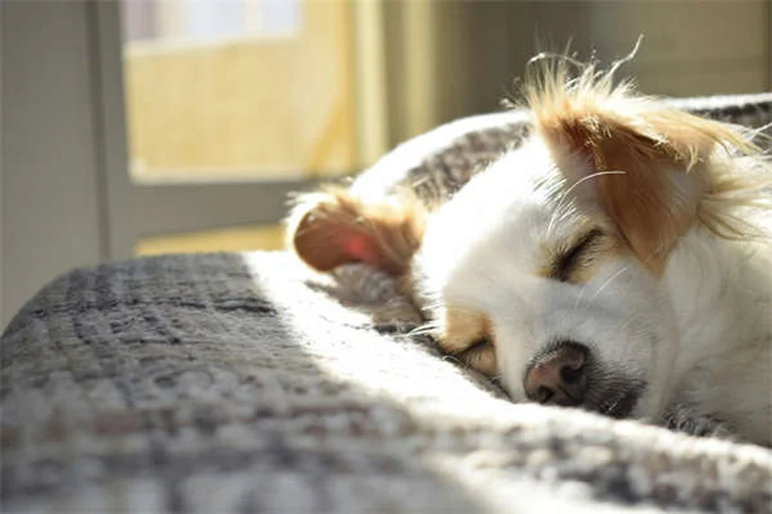 犬が前足を舐める5つの理由と対処法【獣医師解説】