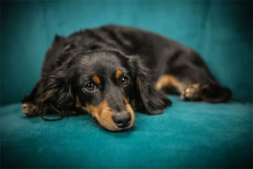 犬が前足を舐める5つの理由と対処法【獣医師解説】