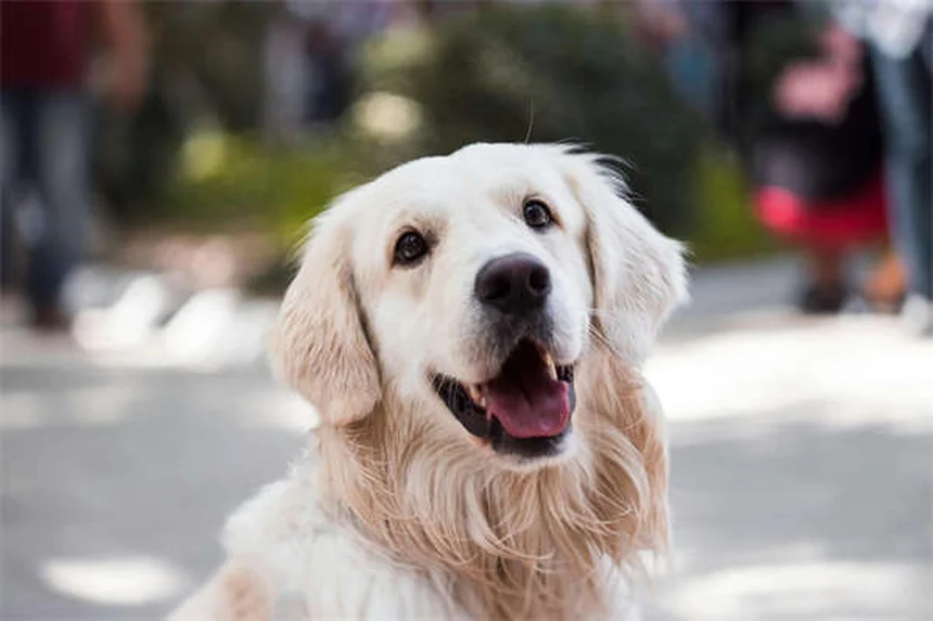 犬にハチミツは安全？知っておきたい与え方と注意点