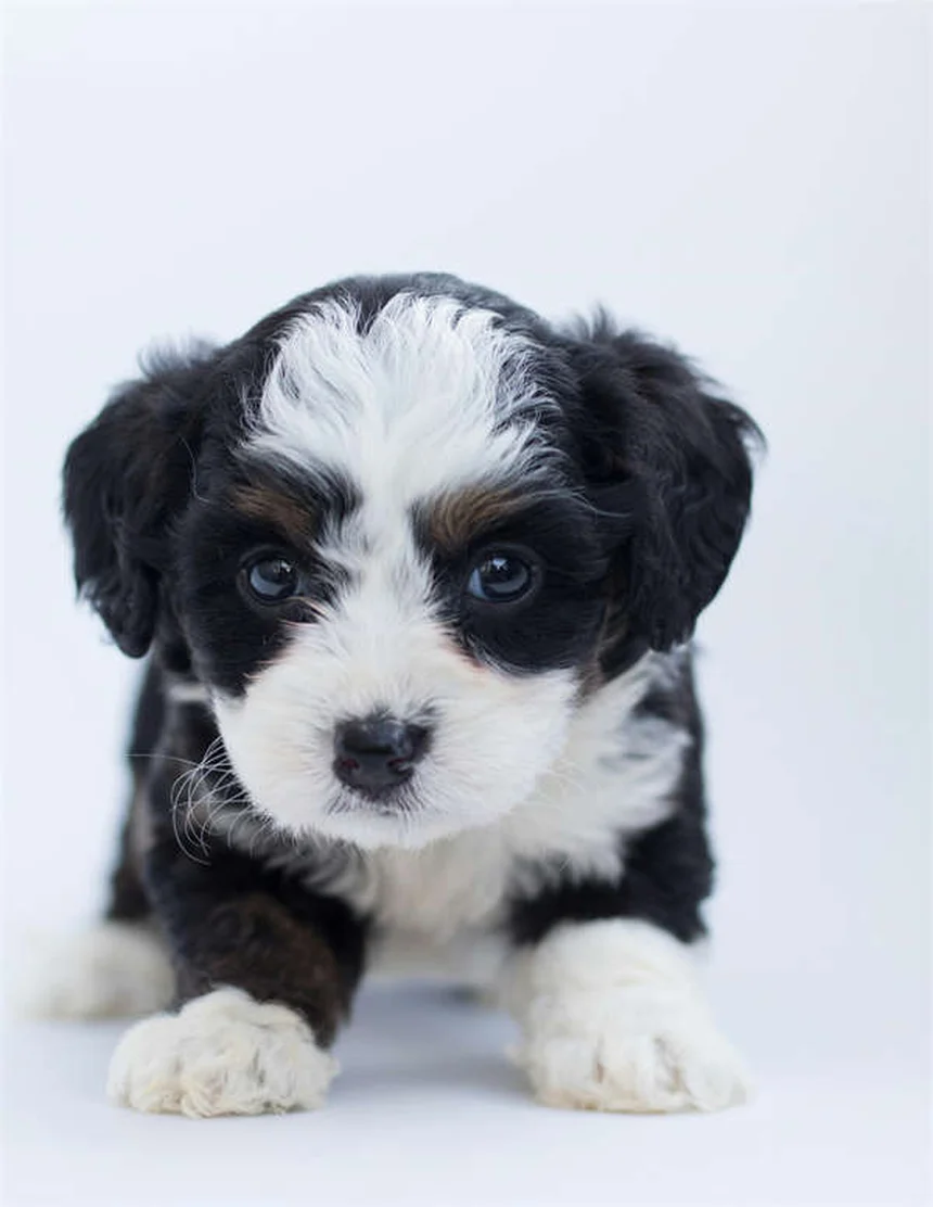 子犬と旅行する前に知っておきたい5つのポイント