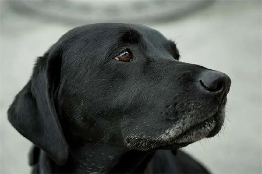 子犬と旅行する前に知っておきたい5つのポイント