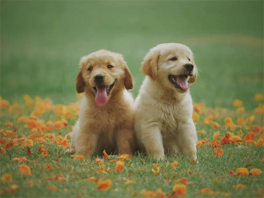 子犬と旅行する前に知っておきたい5つのポイント